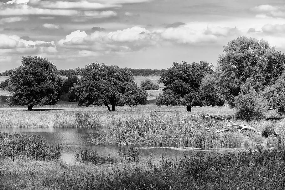 landscape, oderbruch, nature, river, black white, water, tree HD wallpaper