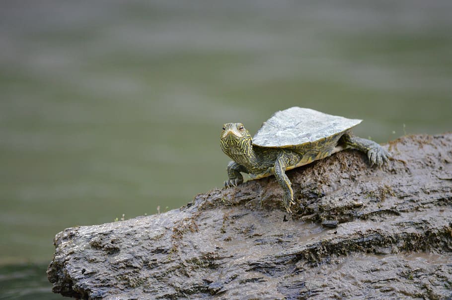 selective focus photography of brown turtle on stone, log, river HD wallpaper