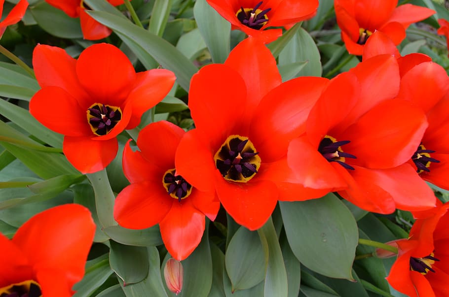 Flower, Tulip, Spring, Nature, Floral, blossom, colorful, red HD wallpaper