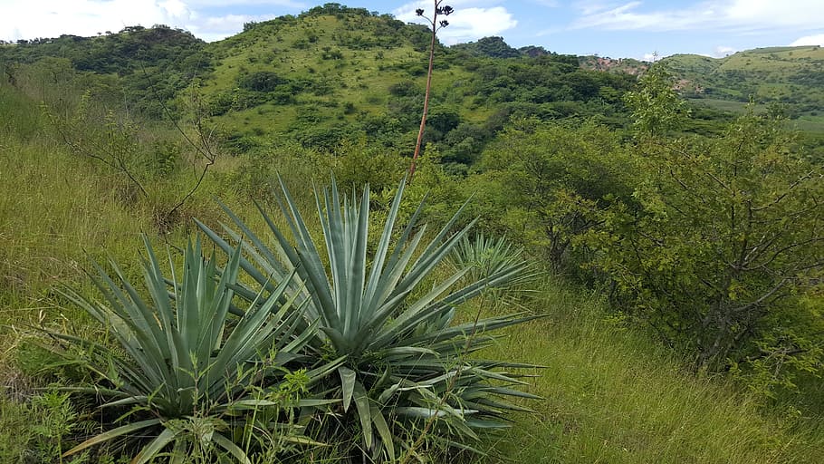maguey blanco, mount, mountain, landscape, sky, panoramic, high mountain HD wallpaper