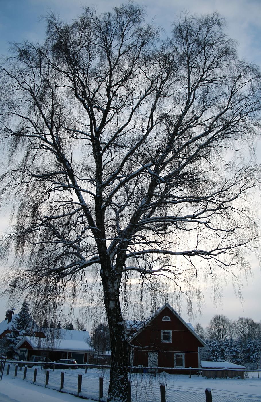 Tree, Light, Winter, Snow, blue, blue white, landscape, cold HD wallpaper