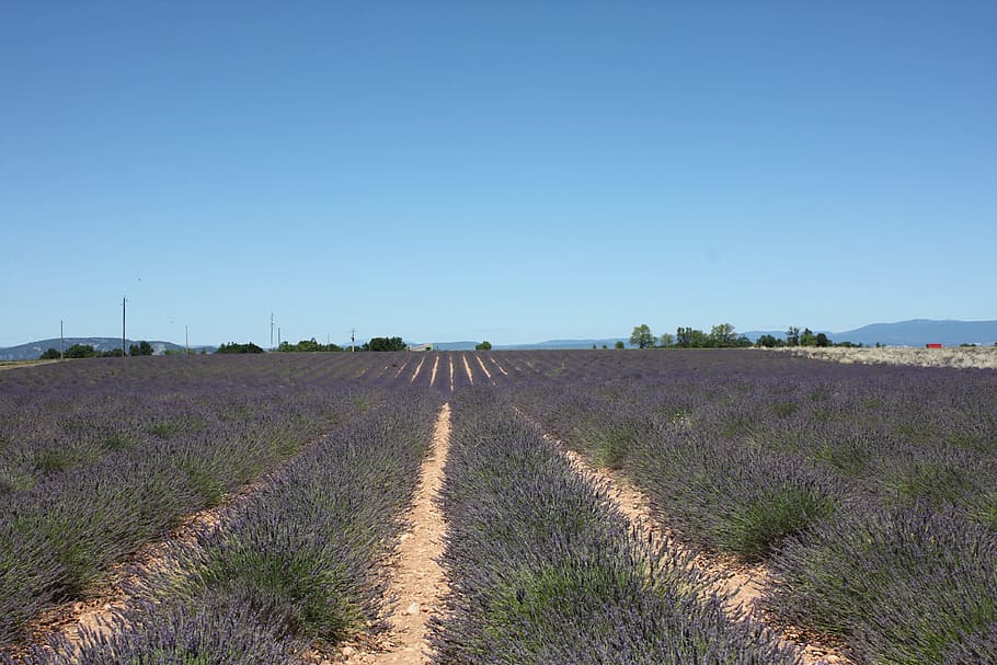 lavender, provence, sault, landscape, sky, environment, plant HD wallpaper