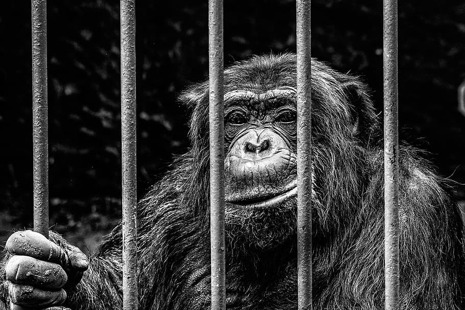 monkey in cage, captivity, zoo, imprisoned, grid, eyes, animal HD wallpaper