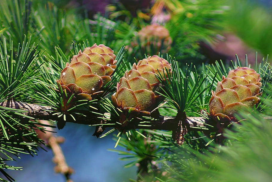cones, larch, tree, iglak, larch cones, sprig, nature, coniferous trees HD wallpaper