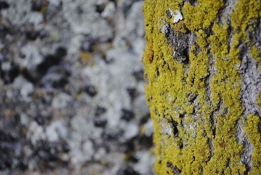 forest, nature, mold, bark, vegetation, trunk, wood, tree, green HD wallpaper