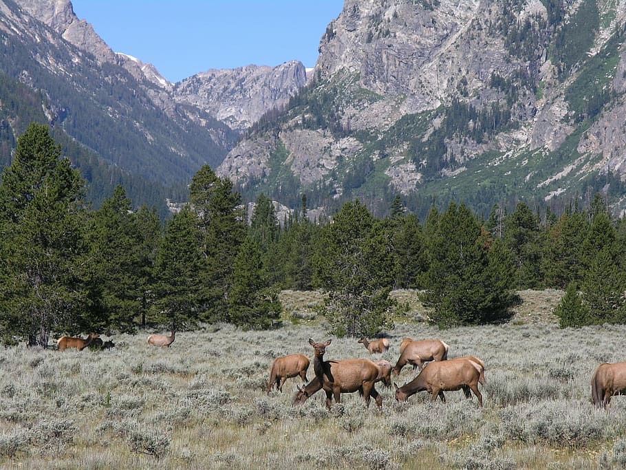 herd of deers on grass field near mountain during daytime, elk