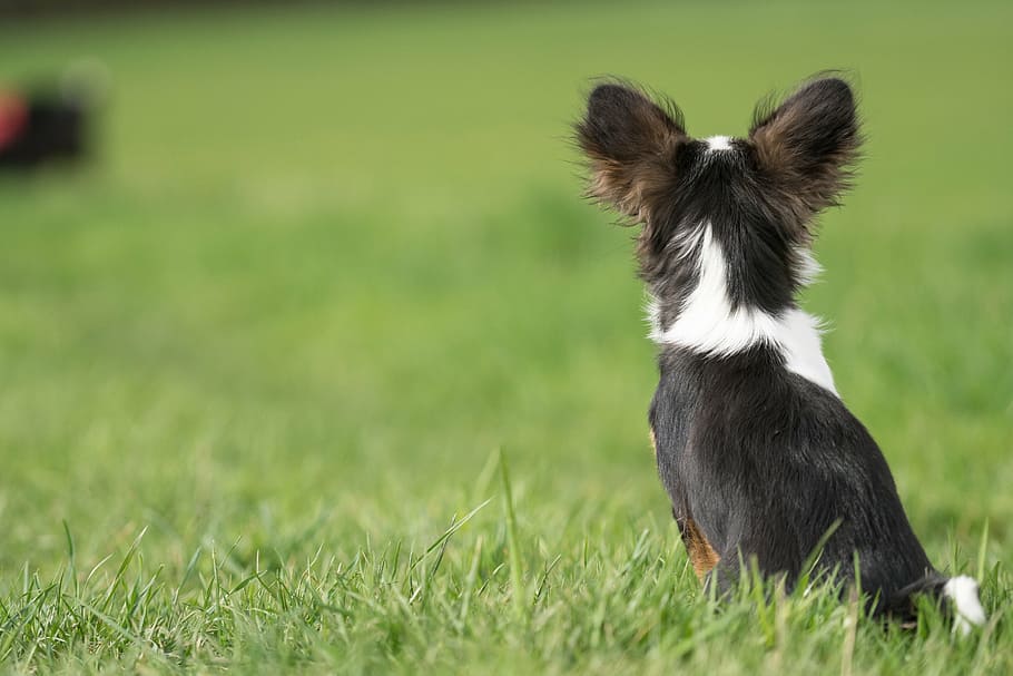 short-coated black and white puppy on grass field on selective focus photo, HD wallpaper