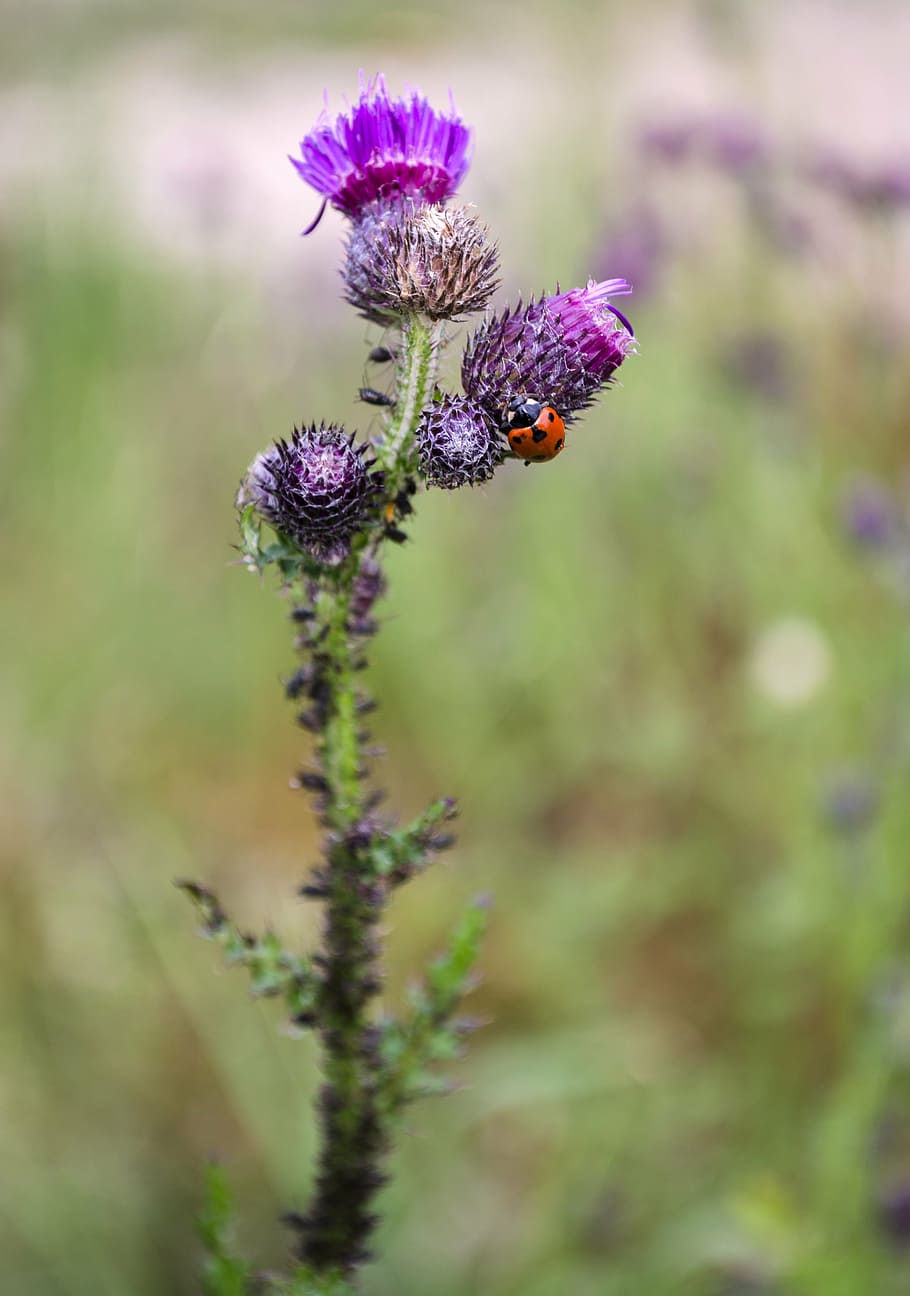 ladybug, thistle, nature, flower, plant, flowering plant, growth HD wallpaper