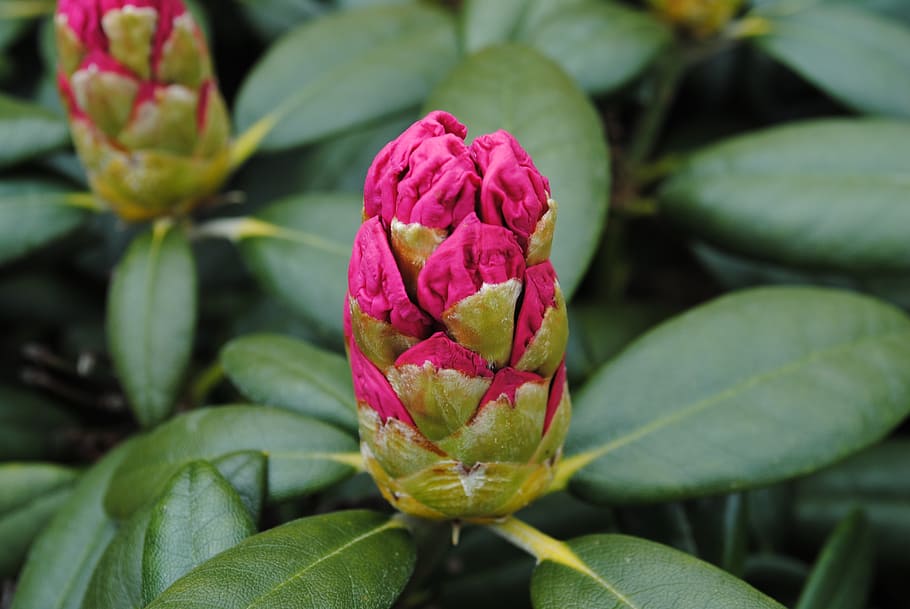 rhododendron, flowers, rosa, nature, leaf, plant, petal, freshness HD wallpaper