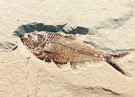 dead fish, fossil, petrification, stone, petrified, prehistoric times HD wallpaper