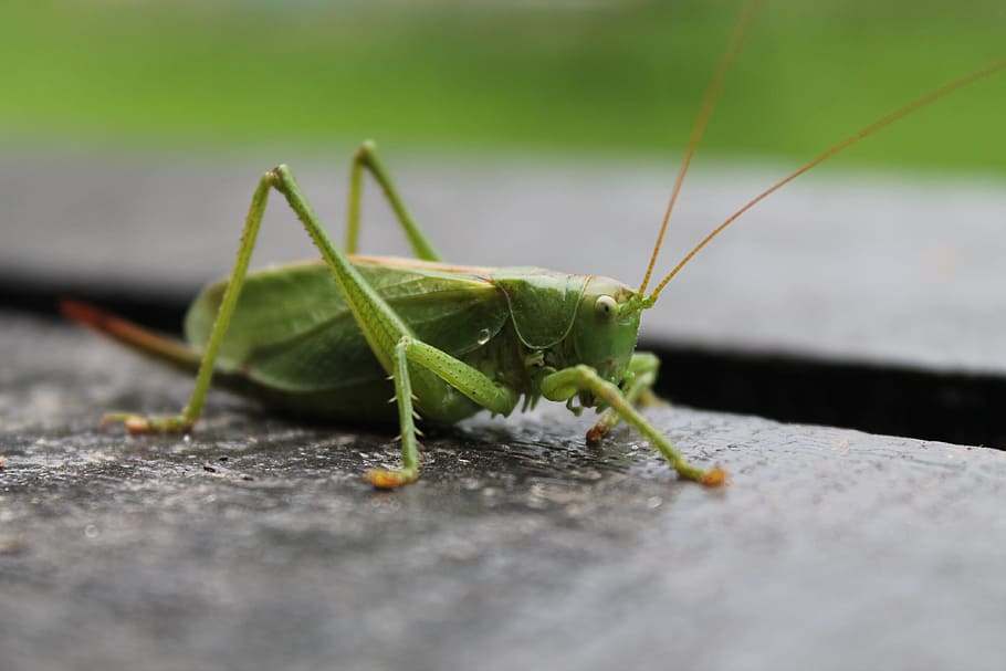 HD wallpaper: tettigonia viridissima, summer, green, cricket ...