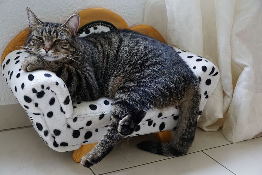 gray tabby cat sleeping, tiger, sweet, sofa, canape, furniture HD wallpaper