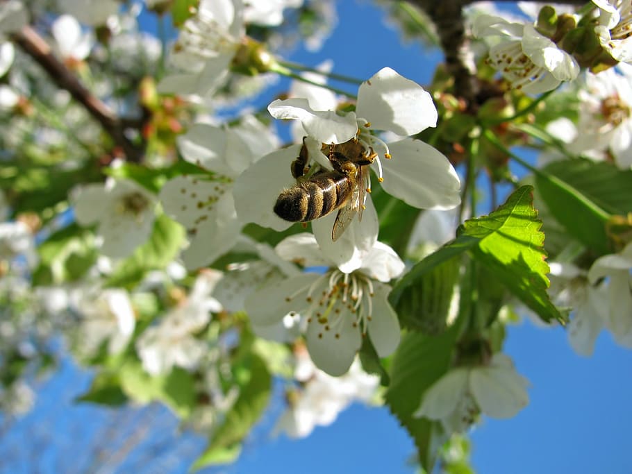 blossom, blossoms, cherry, tree, bee, spring, blue sky, colors HD wallpaper