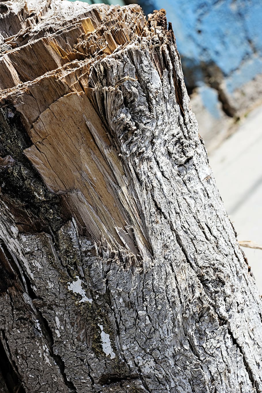stump, brown, nature, tree, wood, old, wooden, texture, trunk HD wallpaper
