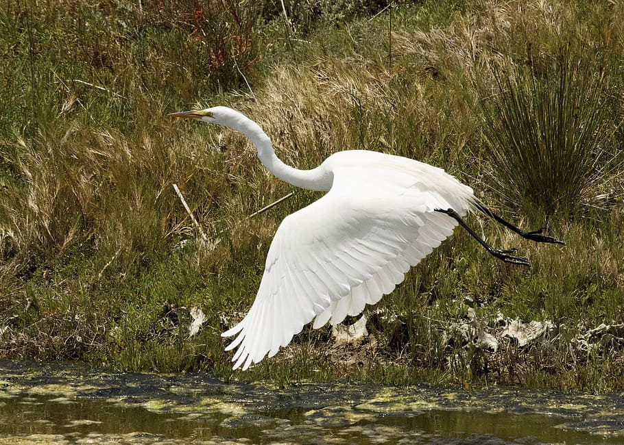 white stork, great egret, bird, wildlife, flying, nature, water, HD wallpaper