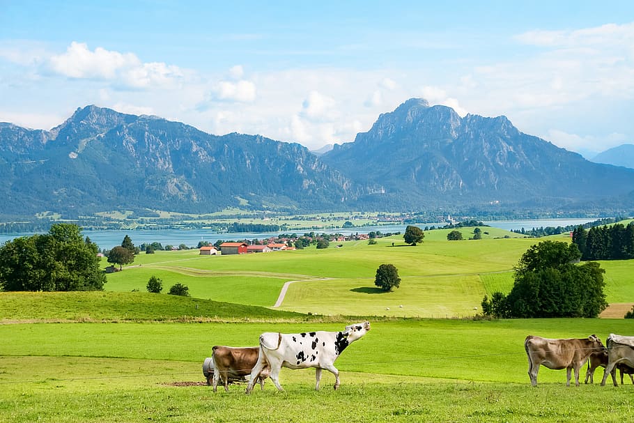 white and black cows on under blue sky, Allgäu, Ostallgäu, Bavaria