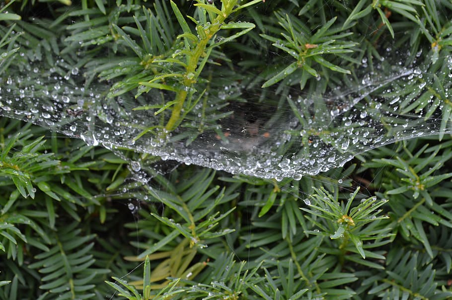 drops, spider web, green, trees, water, nature, plant, green color HD wallpaper