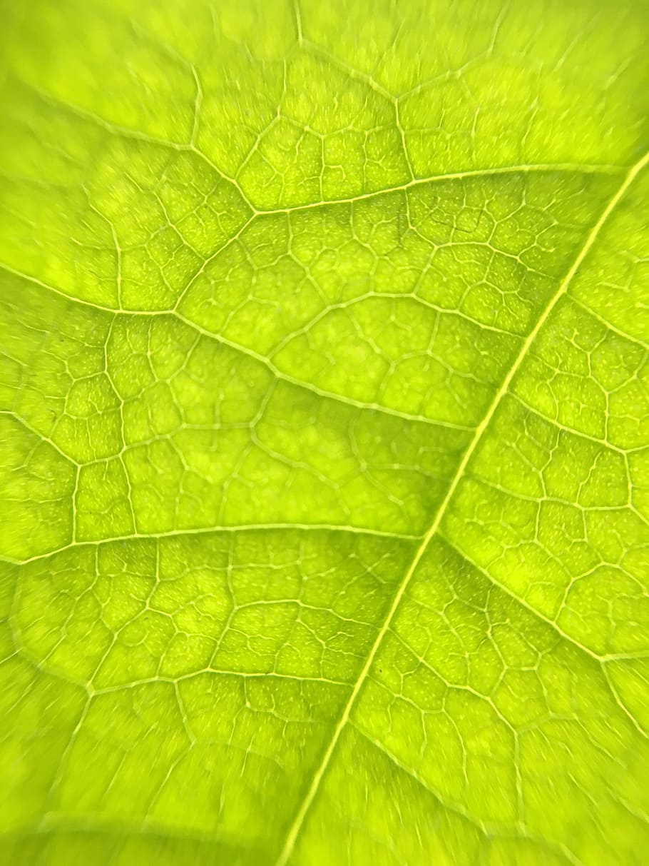 Leaf, Macro, Veins, Color, Garden, Life, nature, green, avocado HD wallpaper