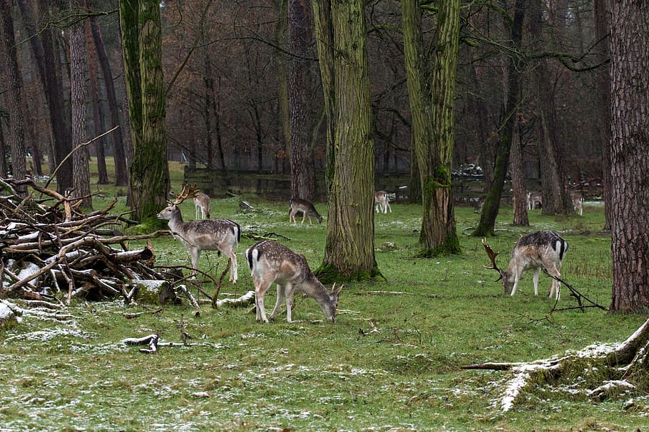 Wild, Fallow Deer, Red Deer, animals in the wild, animal wildlife HD wallpaper
