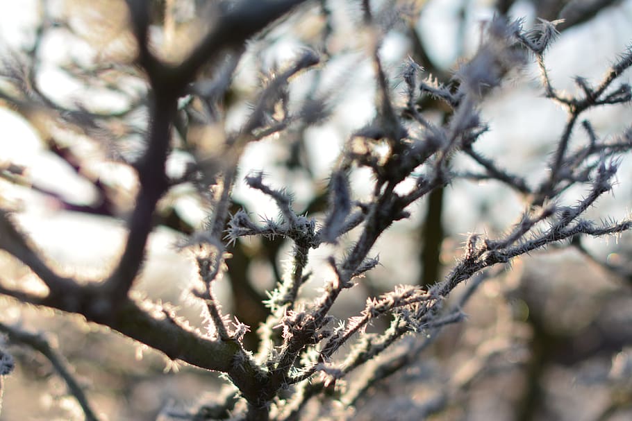 nature, winter, landscape, cold, plants, tree, branch, beauty in nature HD wallpaper