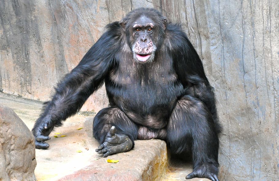 monkey, chimpanzee, sweet, animal themes, primate, mammal, ape HD wallpaper