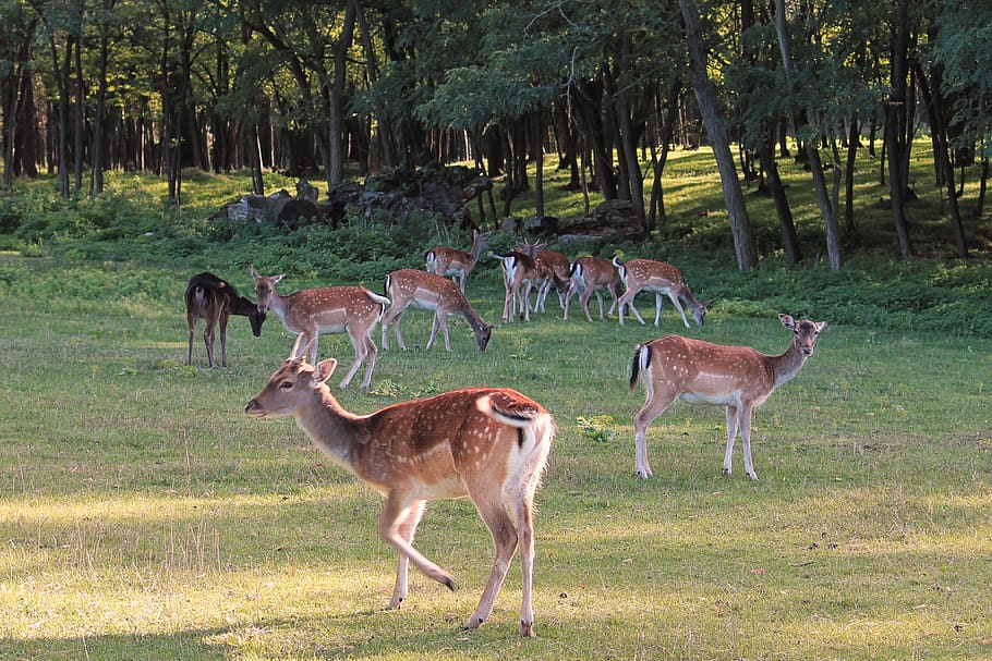 deer, forest, glade, fallow deer, landscape, grass, trees, scheu HD wallpaper