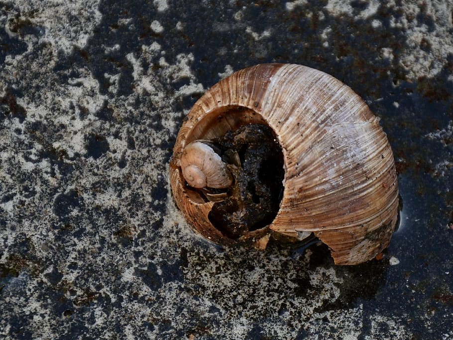 Shell, Old, Housing, Nature, Snail, Home, garden, one animal HD wallpaper