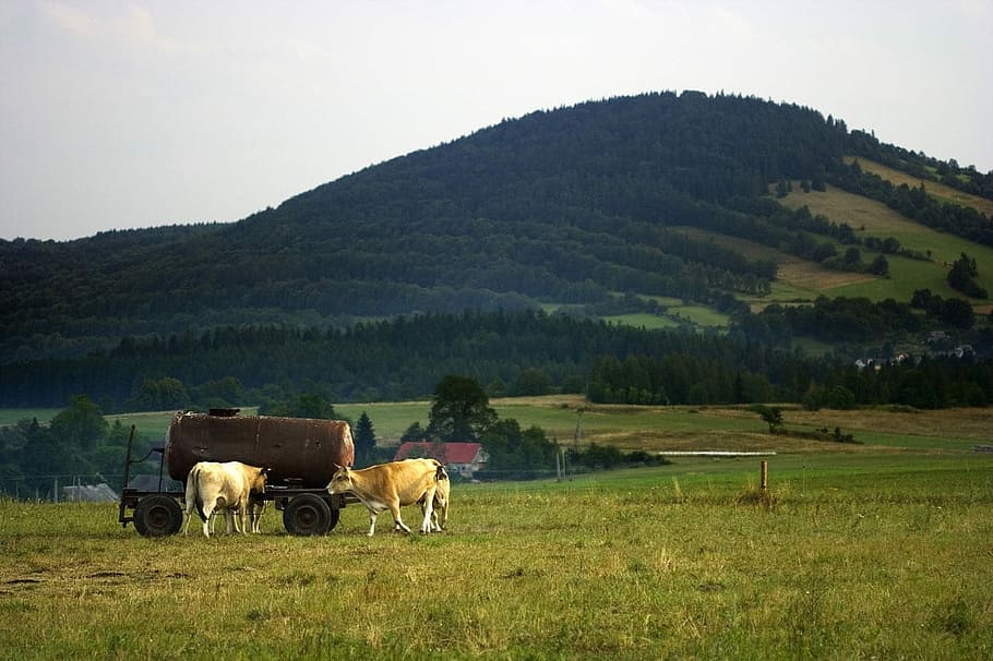 Cows, Drink, Drinking, Mountain, village, hill, farm, animal HD wallpaper