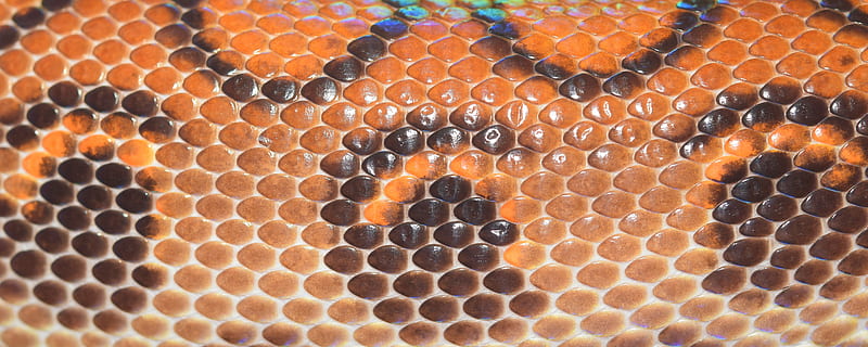 orange and black leather snake skin textile, scale, reptile HD wallpaper