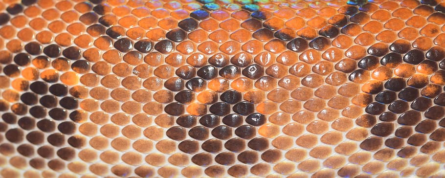orange and black leather snake skin textile, scale, reptile HD wallpaper