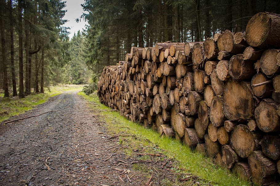 forest, wood, nature, log, trees, tree trunks, nature reserve HD wallpaper