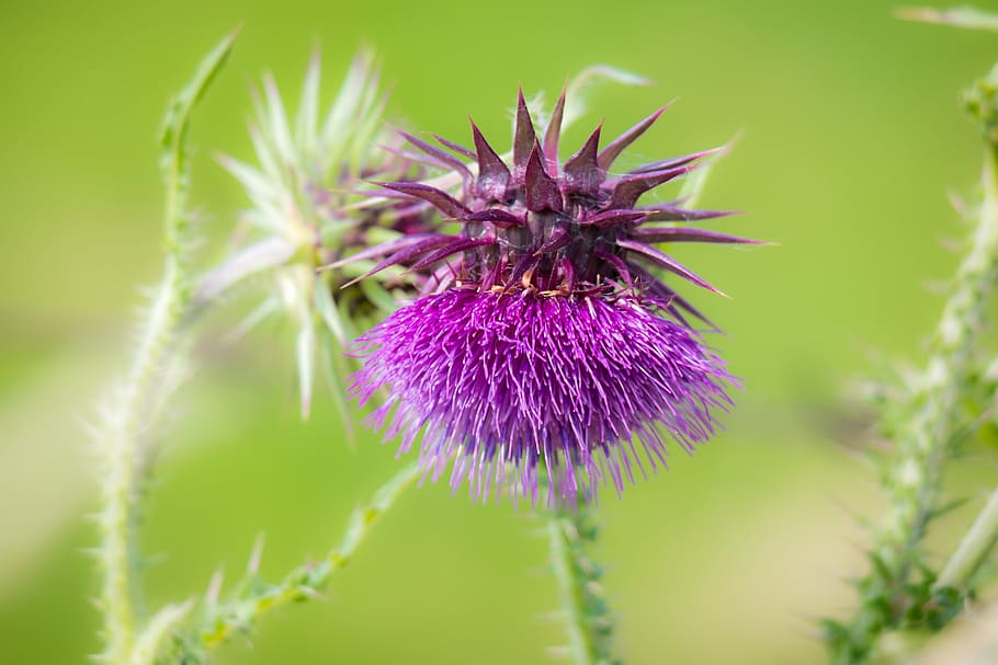 thistle, blossom, bloom, nodding thistle, bisamistel, purple HD wallpaper