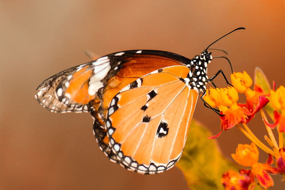 butterfly perching on orange flower, queen butterfly perched on orange petaled flower in closeup photography HD wallpaper