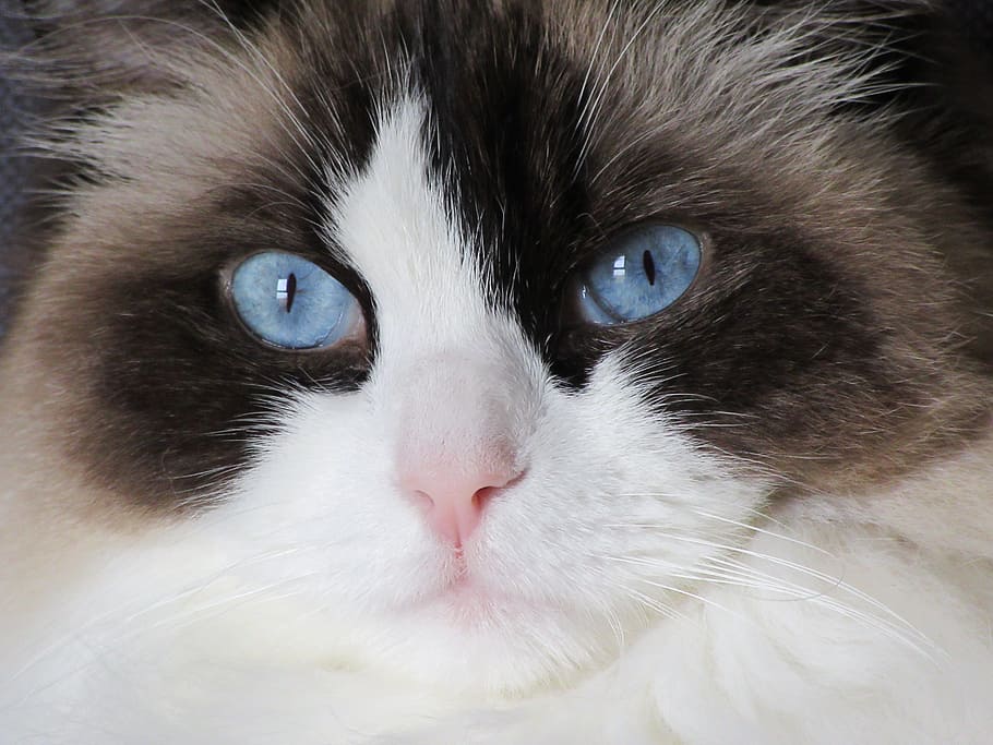 blue eye cat looking at camera, ragdoll, domestic cat, pets HD wallpaper
