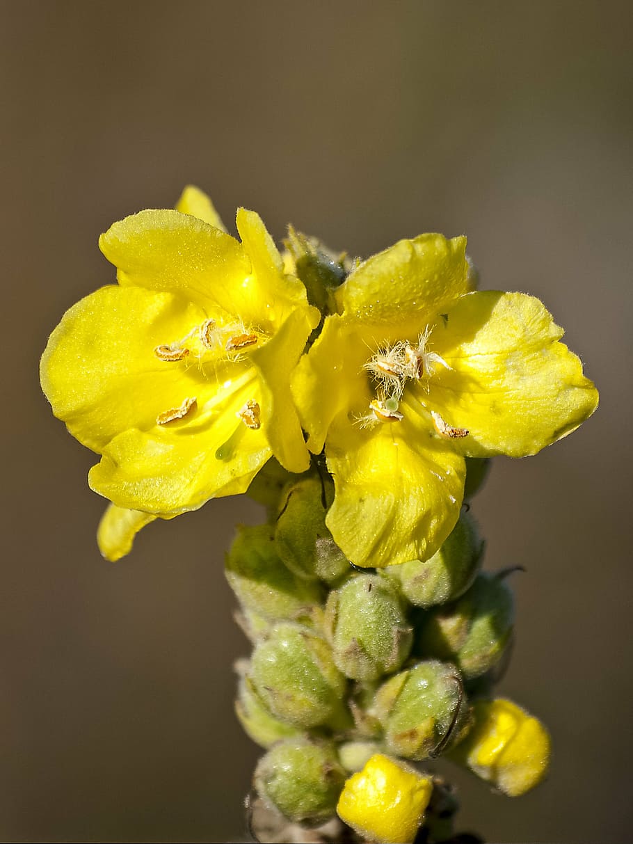 mullein, flower, blossom, bloom, plant, nature, yellow, close-up HD wallpaper