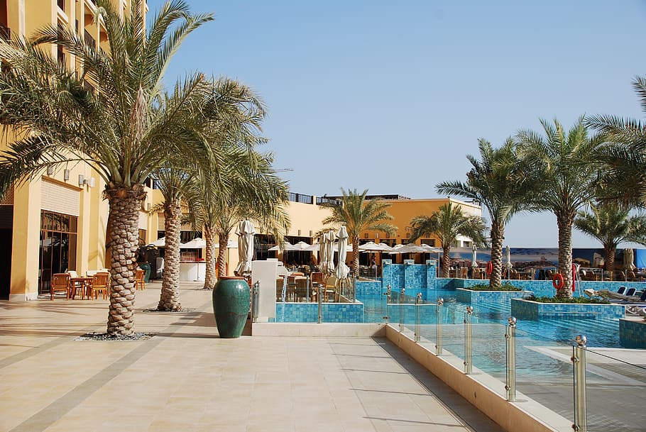 u a e, holiday, hotel, palm trees, pool, tropical climate, plant HD wallpaper