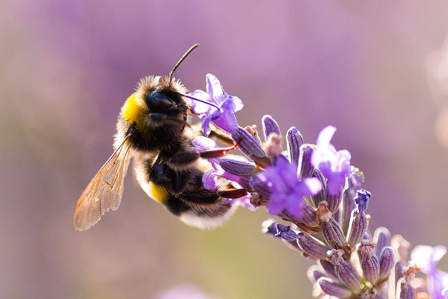 close-up photography of bumble bee on purple petaled flower HD wallpaper