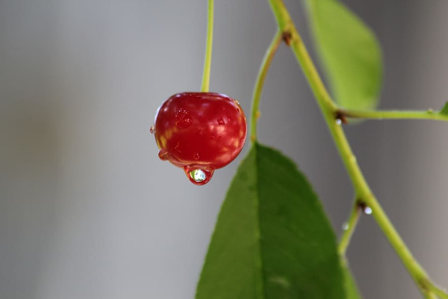 fruit, drop, image, red, close-up, plant, healthy eating, food HD wallpaper