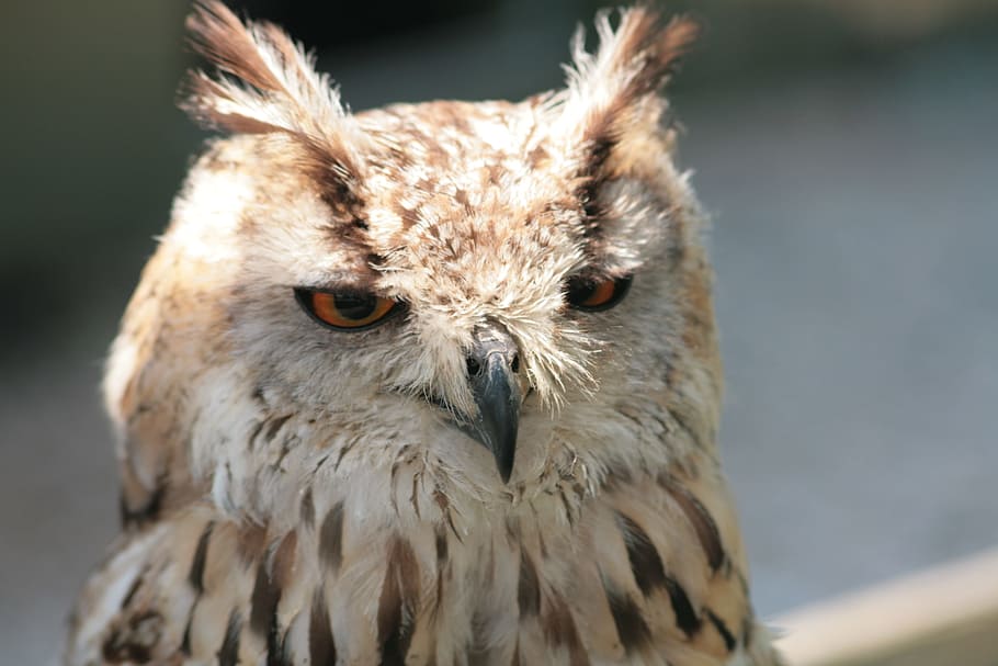 Owl, Feather, Falconer, Bird, Beak, predator, prey, brown, hunter, HD wallpaper