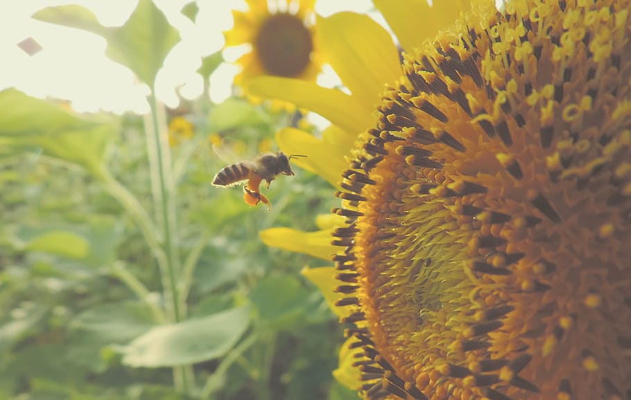 honeybee beside yellow Sunflower in closeup photography, insect HD wallpaper