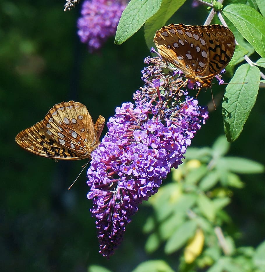 fritillary butterfly, nature, insect, butterfly bush, flowers, HD wallpaper