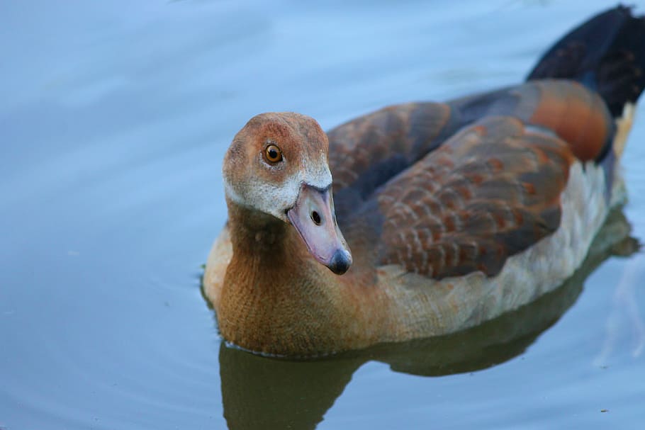 nilgans, young, chicks, water bird, animal, goose, nature, wild HD wallpaper