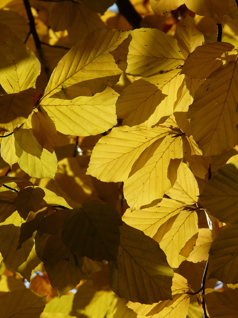 Beech, Fagus Sylvatica, deciduous tree, golden autumn, golden october HD wallpaper