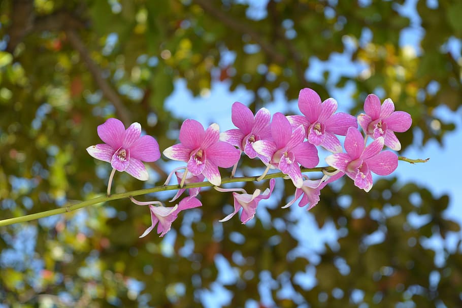 orchid, thai orchid, flower, flowers, thai orchid flowers, profusion pink, HD wallpaper