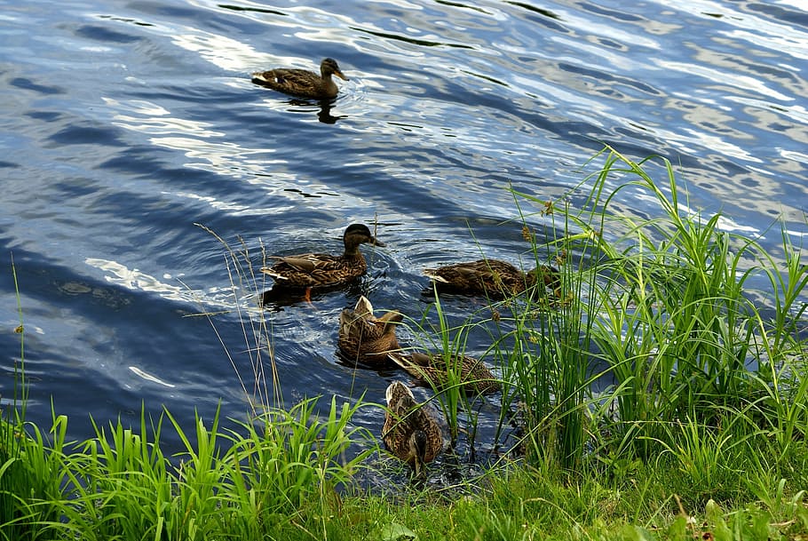 ducks, grass, water, pond, nature, lake, view, landscape, green HD wallpaper