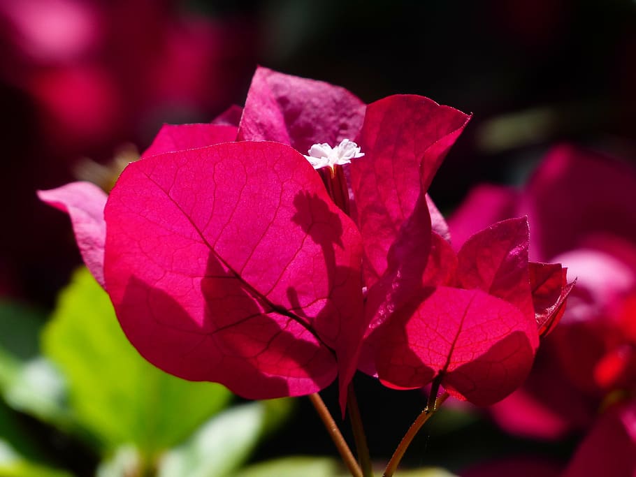 bougainvillea, colorful, flowers, red, red violet, intensive, HD wallpaper