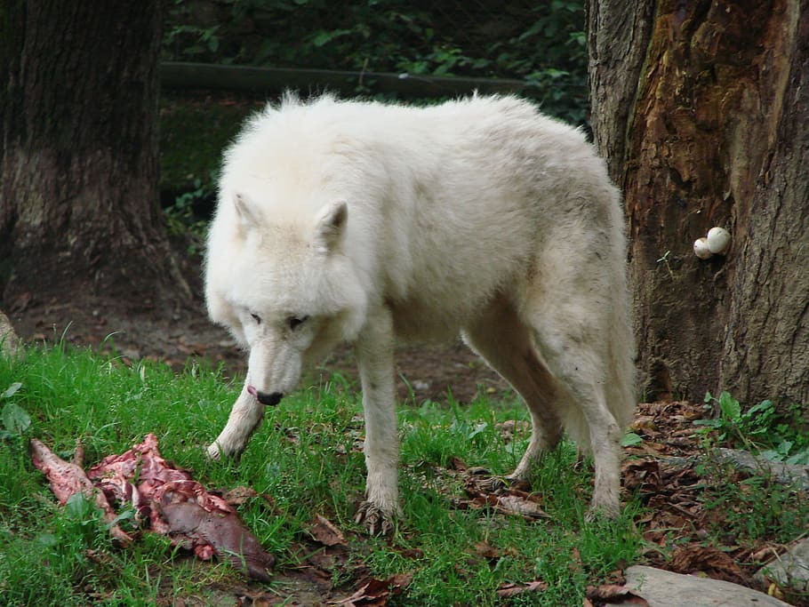 white wolf near brown tree during daytime, eat, animal, mammal