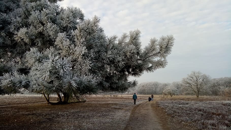 Winter, Landscape, Ripe, Heide, tree, nature, field, road, rural scene HD wallpaper