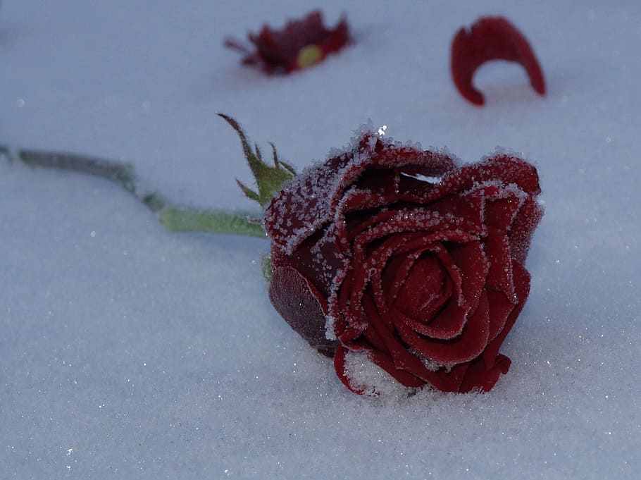 red rose covered with snow, flower, frozen, winter, nature, close-up, HD wallpaper