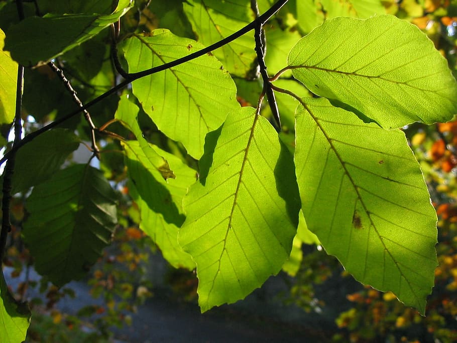 Beech, Leaves, Tree, Sun, Rays, Close, through, leaf, green color HD wallpaper